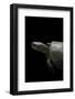 Emys Orbicularis (European Pond Turtle)-Paul Starosta-Framed Photographic Print