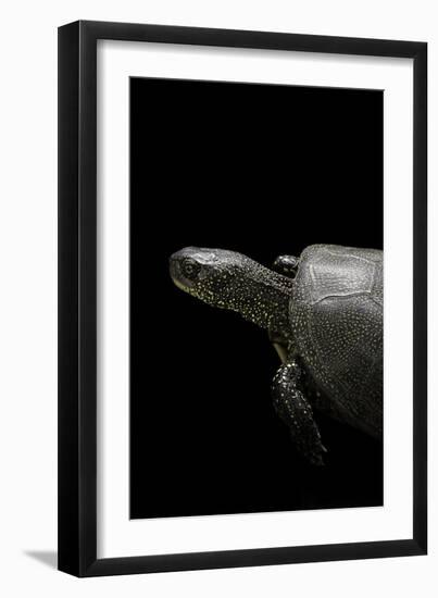 Emys Orbicularis (European Pond Turtle)-Paul Starosta-Framed Photographic Print