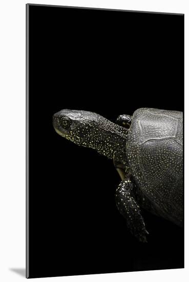 Emys Orbicularis (European Pond Turtle)-Paul Starosta-Mounted Photographic Print