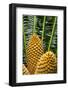 Encephelartos, Breadtree-Catharina Lux-Framed Photographic Print