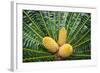 Encephelartos, Breadtree-Catharina Lux-Framed Photographic Print