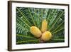 Encephelartos, Breadtree-Catharina Lux-Framed Photographic Print