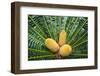 Encephelartos, Breadtree-Catharina Lux-Framed Photographic Print