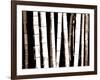 Enchanted Bamboo Brown-Herb Dickinson-Framed Photographic Print