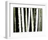 Enchanted Bamboo Green-Herb Dickinson-Framed Photographic Print