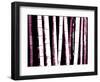 Enchanted Bamboo Wine-Herb Dickinson-Framed Photographic Print