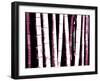 Enchanted Bamboo Wine-Herb Dickinson-Framed Photographic Print