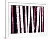 Enchanted Bamboo Wine-Herb Dickinson-Framed Photographic Print