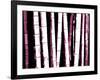 Enchanted Bamboo Wine-Herb Dickinson-Framed Photographic Print