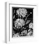 Enchanted Bloom II-Annie Warren-Framed Art Print