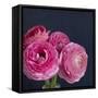 Enchanted Blooms-Susannah Tucker-Framed Stretched Canvas