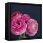 Enchanted Blooms-Susannah Tucker-Framed Stretched Canvas