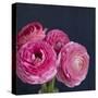 Enchanted Blooms-Susannah Tucker-Stretched Canvas