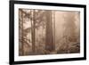Enchanted Forest II-Igor Svibilsky-Framed Photographic Print