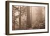 Enchanted Forest II-Igor Svibilsky-Framed Photographic Print