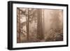 Enchanted Forest II-Igor Svibilsky-Framed Photographic Print