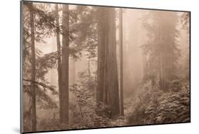 Enchanted Forest II-Igor Svibilsky-Mounted Photographic Print