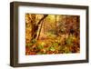 Enchanted Forest-Mirage3-Framed Photographic Print