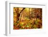 Enchanted Forest-Mirage3-Framed Photographic Print