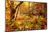 Enchanted Forest-Mirage3-Mounted Photographic Print