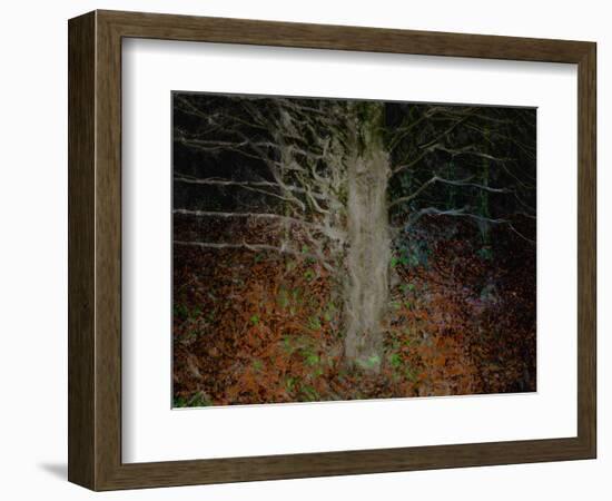 Enchanted Forest-Valda Bailey-Framed Photographic Print
