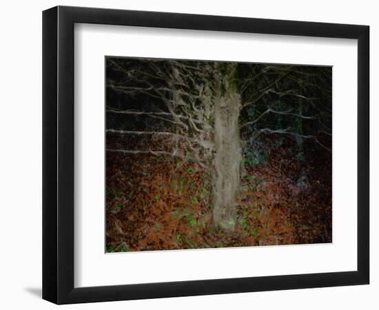 Enchanted Forest-Valda Bailey-Framed Photographic Print