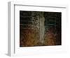 Enchanted Forest-Valda Bailey-Framed Photographic Print