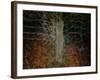 Enchanted Forest-Valda Bailey-Framed Photographic Print