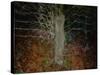 Enchanted Forest-Valda Bailey-Stretched Canvas