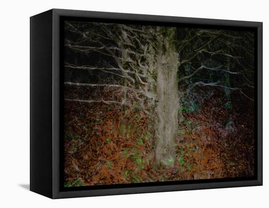 Enchanted Forest-Valda Bailey-Framed Stretched Canvas