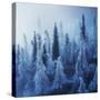 Enchanted Forest-Ales Krivec-Stretched Canvas