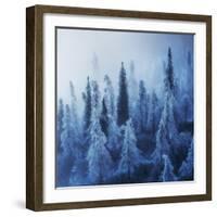 Enchanted Forest-Ales Krivec-Framed Photographic Print