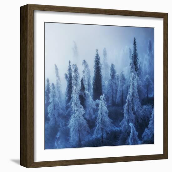 Enchanted Forest-Ales Krivec-Framed Photographic Print