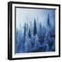 Enchanted Forest-Ales Krivec-Framed Photographic Print