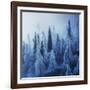 Enchanted Forest-Ales Krivec-Framed Photographic Print