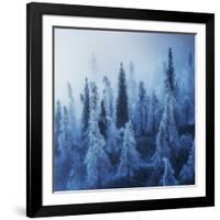 Enchanted Forest-Ales Krivec-Framed Photographic Print