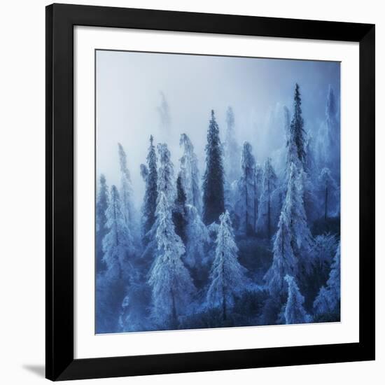 Enchanted Forest-Ales Krivec-Framed Photographic Print