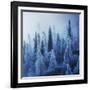 Enchanted Forest-Ales Krivec-Framed Photographic Print