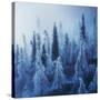 Enchanted Forest-Ales Krivec-Stretched Canvas