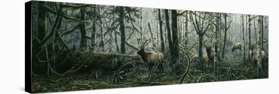 Enchanted Forest-Jeff Tift-Stretched Canvas