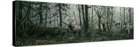 Enchanted Forest-Jeff Tift-Stretched Canvas