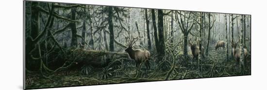 Enchanted Forest-Jeff Tift-Mounted Giclee Print
