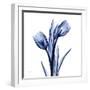 Enchanted Indigo Tulips-Albert Koetsier-Framed Art Print