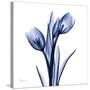 Enchanted Indigo Tulips-Albert Koetsier-Stretched Canvas