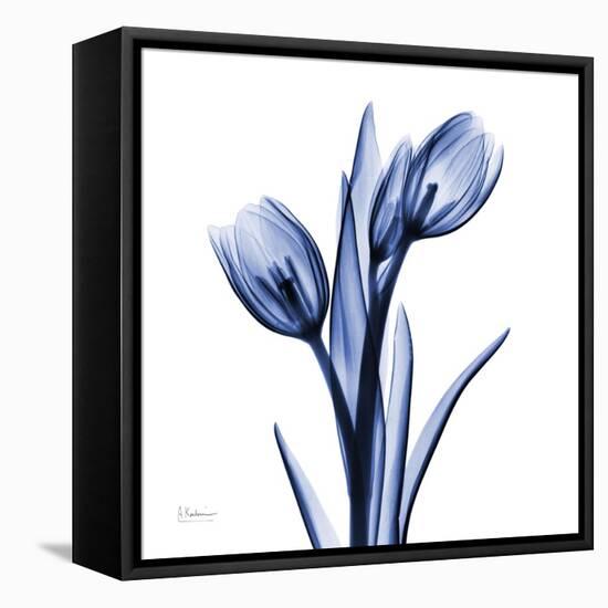 Enchanted Indigo Tulips-Albert Koetsier-Framed Stretched Canvas