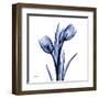 Enchanted Indigo Tulips-Albert Koetsier-Framed Art Print