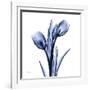 Enchanted Indigo Tulips-Albert Koetsier-Framed Art Print