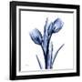 Enchanted Indigo Tulips-Albert Koetsier-Framed Art Print