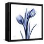 Enchanted Indigo Tulips-Albert Koetsier-Framed Stretched Canvas