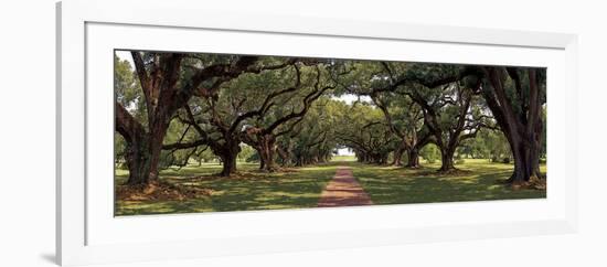 Enchanted Oaks-Mike Jones-Framed Art Print